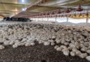 FCO aprova R$ 138,9 milhões em novos empreendimentos para MS, com destaque para avicultura