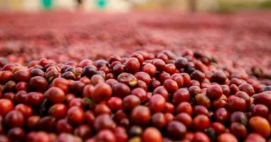 Café: Robusta voltar a ganhar mais de US$ 100 por tonelada e mercado mantém foco no Vietnã