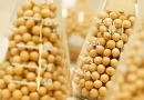 Exportações da soja batem recorde em 2024