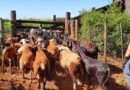 Produtores de ovinos e caprinos terão prazo de um ano para regularizar rebanhos junto a Iagro sem multas