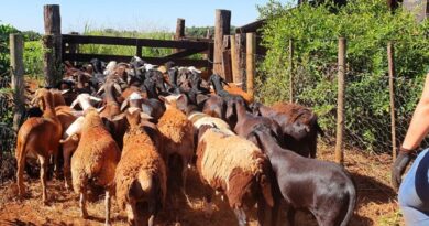 Produtores de ovinos e caprinos terão prazo de um ano para regularizar rebanhos junto a Iagro sem multas