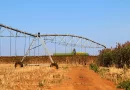 Sorgo-biomassa é alternativa sustentável para geração de energia no Brasil