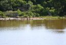 Desassoreamento do lago de contenção do Parque dos Poderes chega a 80%