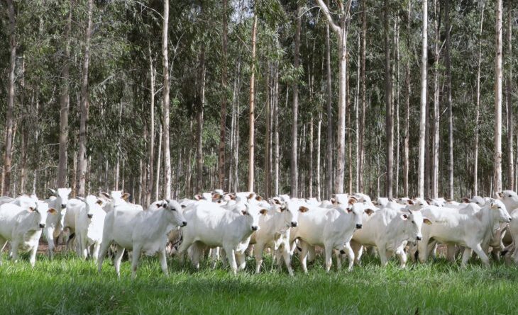 Produtores têm até dia 1º para fazer declaração e atualização de rebanhos no Estado Produtores têm até dia 1º para fazer declaração e atualização de rebanhos no Estado