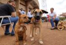 Prefeitura e governo do Estado iniciam castração de 1,6 mil cães e gatos em Dourados