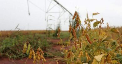 Com alta de 118% em MS, CNJ endurece regras para recuperação judicial no agro
