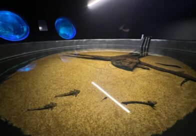 Bioparque Pantanal resgata peixes afetados pela decoada