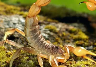Escorpiões dentro de casa