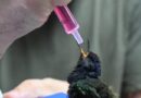Três Lagoas: centro de animais silvestres recebe aves silvestres
